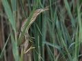 Capljica_Little_bittern_103.jpg