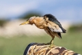 Capljica_Little_bittern_98.jpg