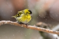 Cizek_Siskin_Carduelis_spinus__44.jpg