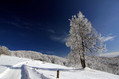 Filename=Javornik_03.jpg
Filesize=139KB
Dimensions=800x533
Date added=Feb 15, 2010 Javornik_03.jpg