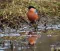 Kalin_Bullfinch_Pyrrhula_pyrrhula_Scinkavci_Fringillidae_13.jpg
