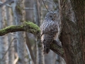 Kozaca_Ural_owl_59.jpg