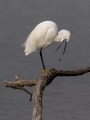 Mala_bela_caplja_Egretta_garzetta_62.jpg