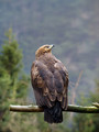 Lesser spotted eagle