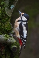 Veliki_detel_Great_spotted_woodpecker_Zolne_Zolne_Picidae_12.jpg