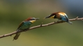 cebelar_Bee_eater_47.jpg