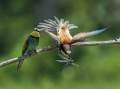 cebelar_Bee_eater_54.jpg