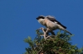 crnoceli_srakoper_Lesser_grey_shrike_Lanius_minor_srakoperji_Laniidae_37.jpg
