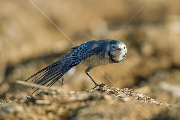 Klikni za ogled večje slike
