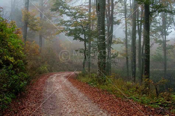 Klikni za ogled večje slike
