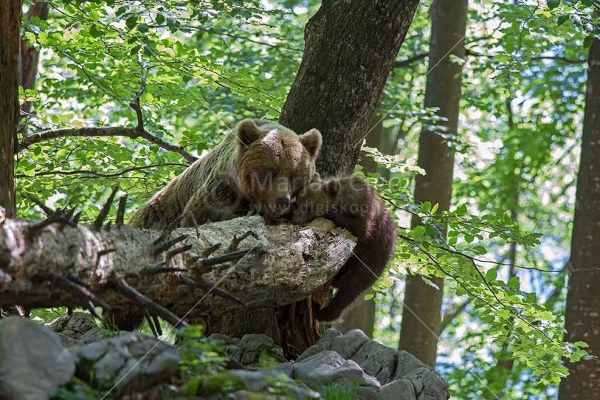 Klikni za ogled večje slike