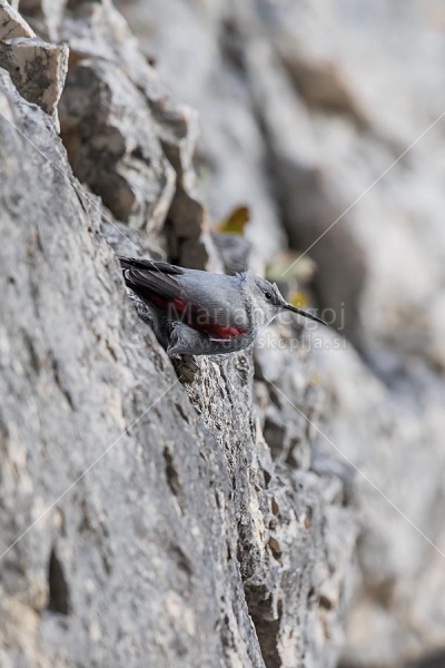 Klikni za ogled večje slike