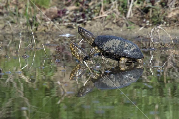Klikni za ogled večje slike