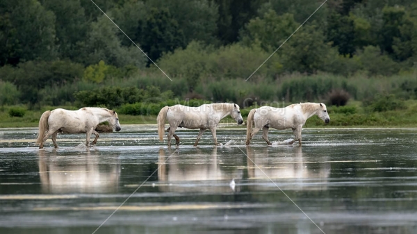 Klikni za ogled večje slike