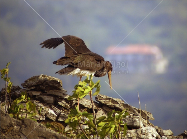 Klikni za ogled večje slike