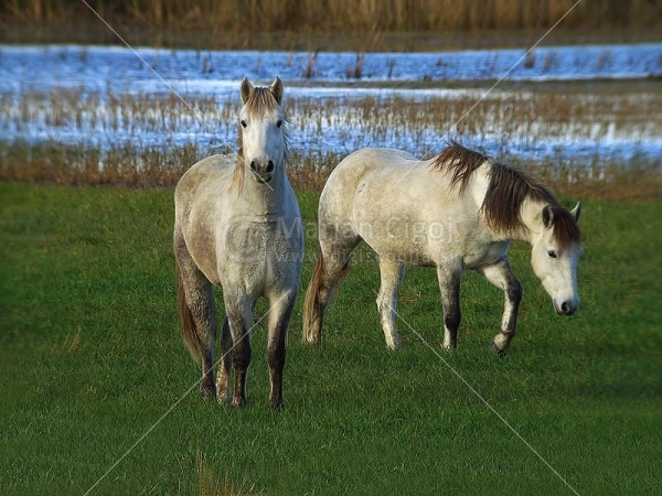 Klikni za ogled večje slike