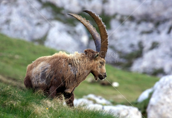 Klikni za ogled večje slike