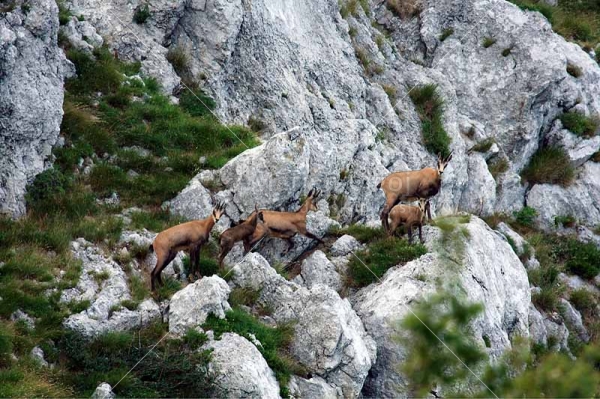 Klikni za ogled večje slike