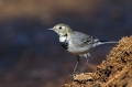 Bela_pastirica_Pied_wagtail_17.jpg