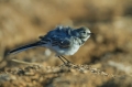 Bela_pastirica_Pied_wagtail_23.jpg