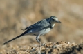 Bela_pastirica_Pied_wagtail_29.jpg