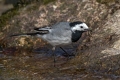 Bela_pastirica_Pied_wagtail_31.jpg