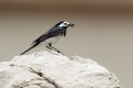Bela_pastirica_Pied_wagtail_33.jpg
