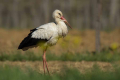 Bela_storklja_White_stork_Ciconia_ciconia_Storklje_Ciconiidae_29.jpg