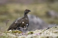 Belka_Ptarmigan_14.jpg