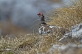 Belka_Ptarmigan_16.jpg