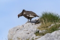 Belka_Ptarmigan_17.jpg