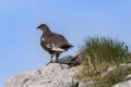 Belka_Ptarmigan_19.jpg