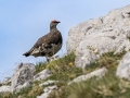 Belka_Ptarmigan_20.jpg