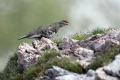 Belka_Ptarmigan_22.jpg