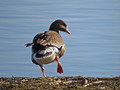 Ime datoteke=Belocela_gos_White_fronted_goose_Anser_erythropus_Plovci_Anatidae_03.jpg
Velikost datoteke=133KB
Dimenzija=800x600
Datum objave=06.07.2010 Belocela_gos_White_fronted_goose_Anser_erythropus_Plovci_Anatidae_03.jpg