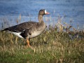 Ime datoteke=Belocela_gos_White_fronted_goose_Anser_erythropus_Plovci_Anatidae_04.jpg
Velikost datoteke=154KB
Dimenzija=800x600
Datum objave=06.08.2011 Belocela_gos_White_fronted_goose_Anser_erythropus_Plovci_Anatidae_04.jpg
