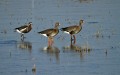 Ime datoteke=Belocela_gos_White_fronted_goose_Anser_erythropus_Plovci_Anatidae_05.jpg
Velikost datoteke=110KB
Dimenzija=900x567
Datum objave=24.06.2011 Belocela_gos_White_fronted_goose_Anser_erythropus_Plovci_Anatidae_05.jpg