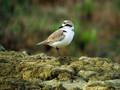 Beloceli_dezevnik_Kentish_plover_Charadrius_alexandrius_Dezevniki_Charadriidae_07.jpg