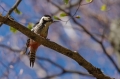 Belohrbti_detel_White_backet_woodpecker_Dendrocopus_leucotos_Zolne_Picidae_01.jpg