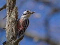 Belohrbti_detel_White_backet_woodpecker_Dendrocopus_leucotos_Zolne_Picidae_02.jpg