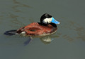Belolicna_trdorepka_Ruddy_duck_Oxyura_jamaicensis_Anatidae_06.jpg