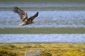 Belorepec_White_tailed_Eagle_Haliaeetus_albicilla_Orli_Accipitridae_01.jpg