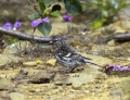 Brezovcek_Redpoll_Carduelis_flammea_Scinkavci_Fringillidae_04.jpg