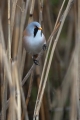 Brkata_sinica_Bearded_tit_Panurus_biarmicus_Timalije_Timaliidae_13.jpg