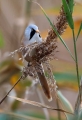 Brkata_sinica_Bearded_tit_Panurus_biarmicus_Timalije_Timaliidae_20.jpg