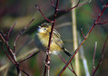 Brskinka_Fan_tailed_warbler_05.jpg