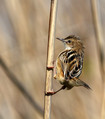 Brskinka_Fan_tailed_warbler_07.jpg