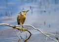 Capljica_Little_bittern_100.jpg