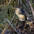 Capljica_Little_bittern_101.jpg