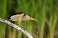 Capljica_Little_bittern_12.jpg